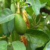 Plants: image 65 0f 70 thumb